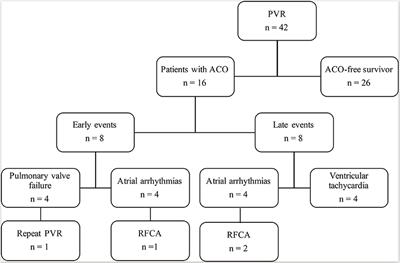 Pulmonary Valve Replacement in Repaired Tetralogy of Fallot: Midterm Impact on Biventricular Response and Adverse Clinical Outcomes